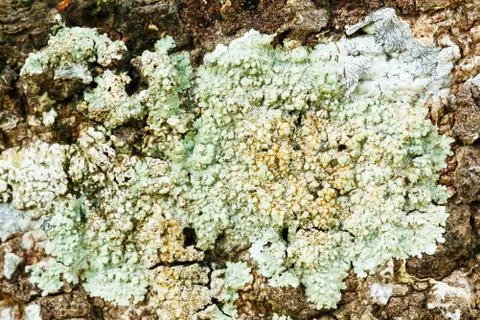 Lichen Stock Photos