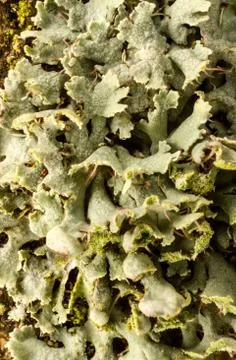 Lichen Foto stock