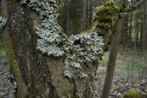 Lichen Foto stock