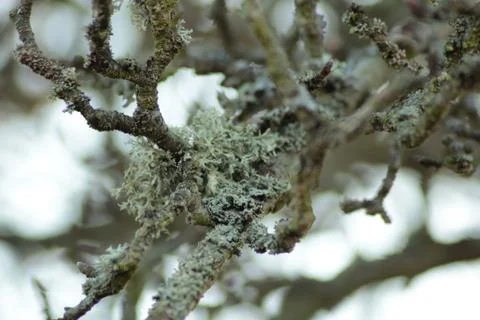 Lichen Stock Photos