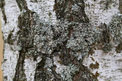 Lichen Stock Photos