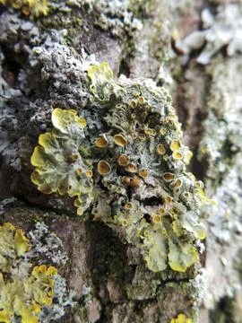 Lichen Stock Photos