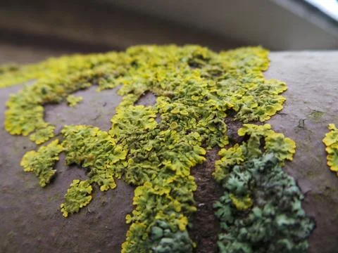 Lichen Stock Photos