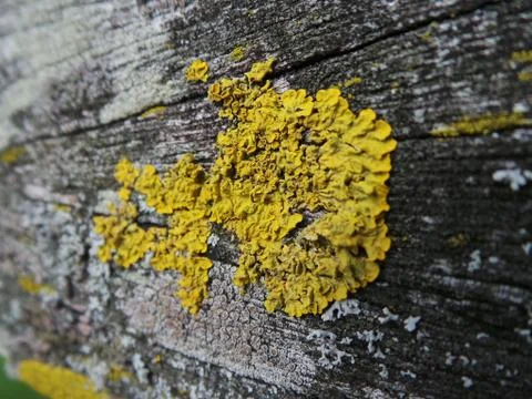 Lichen Stock Photos