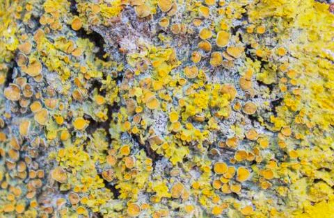 Lichen Stock Photos