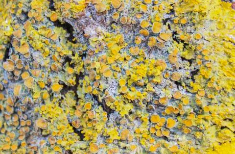 Lichen Stock Photos
