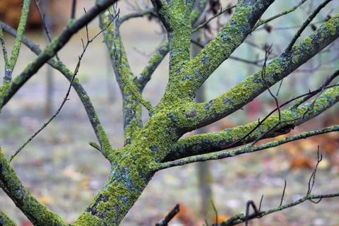 Lichen. Stock Photos