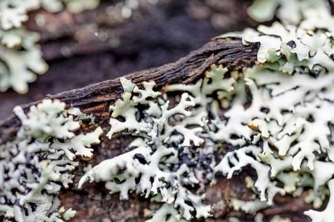 Lichen Stock Photos