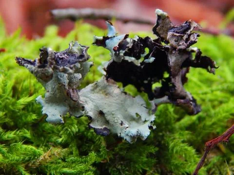 Lichen Stock Photos