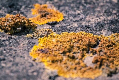 Lichen Stock Photos