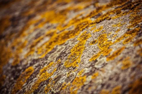 Lichen Stock Photos