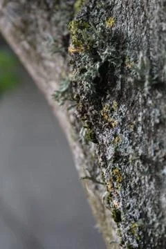Lichen Stock Photos