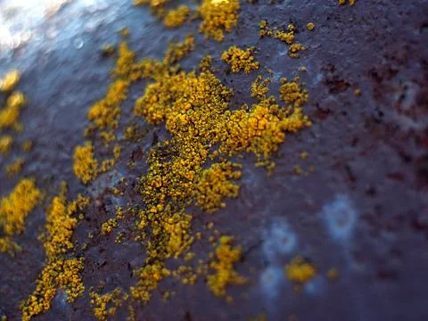 Lichen Stock Photos