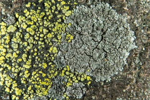 Lichen Stock Photos