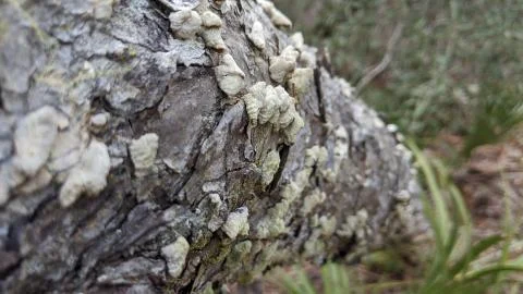 Lichen Stock Photos