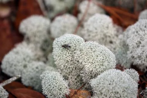 Lichen Stock Photos