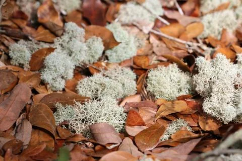 Lichen Stock Photos