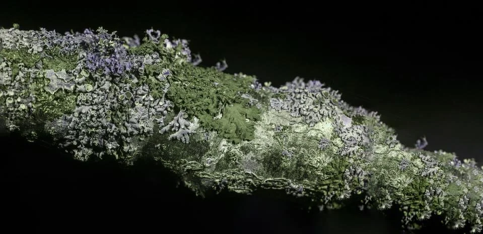 Lichen Foto stock