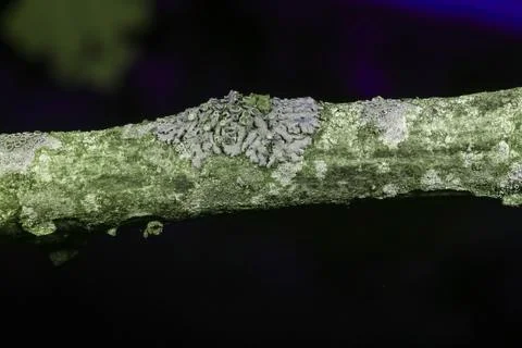 Lichen Stock Photos