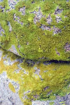 Lichen Stock Photos