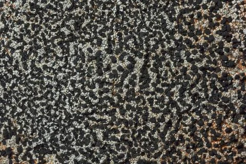 Lichen. Stock Photos