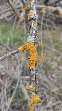 Lichen Stock Photos