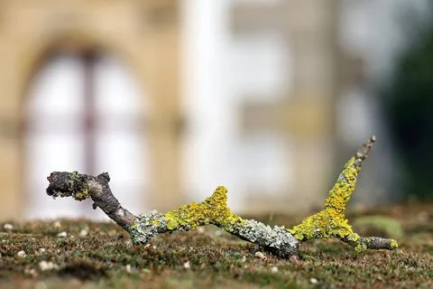 Lichen on a piece of wood Foto stock