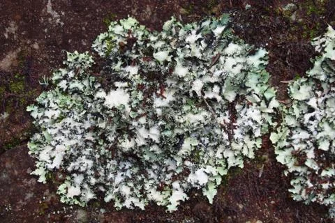 Lichen on the red rock Stock Photos