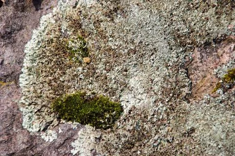 Lichen on rock Stock Photos