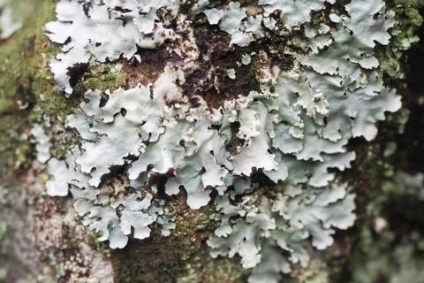 Lichen on a Rock Foto stock