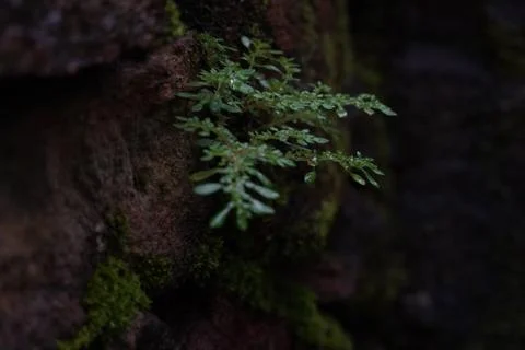 Lichen on the rock Stock Photos