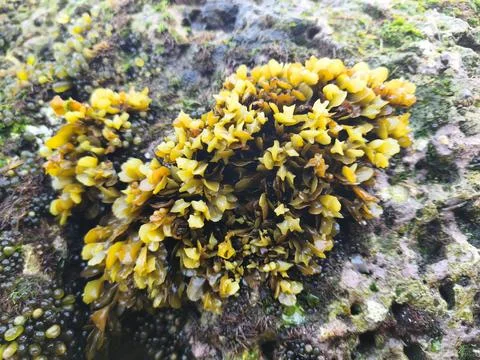 Lichen on the rock Stock Photos
