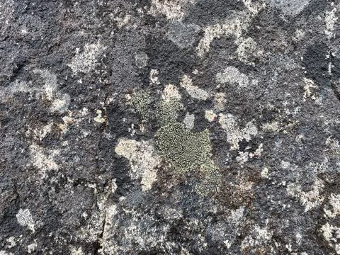 Lichen on the rock surface Stock Photos
