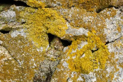 Lichen on rocks Foto stock