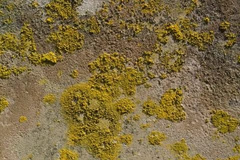 Lichen on rough stone surface Stock Photos