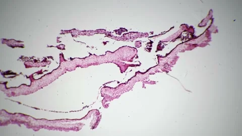 protozoa under microscope 40x