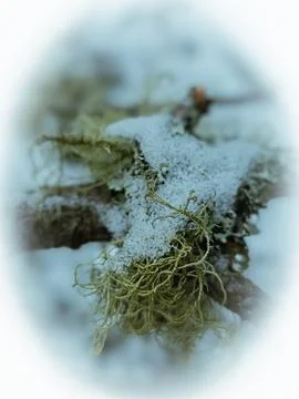 LICHEN WITH SNOW ON TREE BRANCH – MACRO CLOSE-UP Foto stock