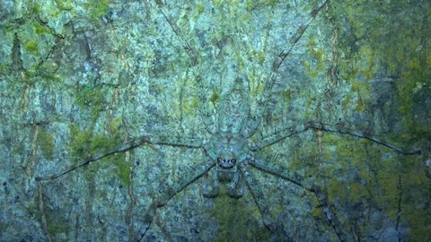 Lichen spider, Malaysia Видео 130161861