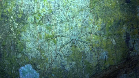 Lichen spider, Malaysia Stock Footage 130161900