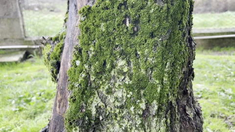 Lichen spores reproduction on tree trunk bark because of parasites infection Stock Footage 344648941