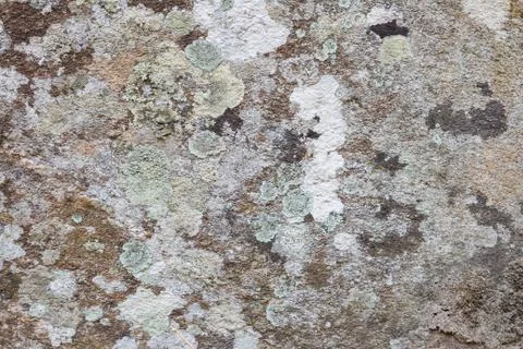Lichen on stone background Stock Photos