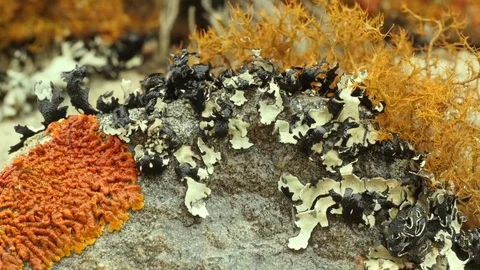Lichen on stone field opens under wet conditions for photosynthesis, timelapse Stock Footage 82382930