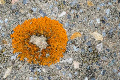 Lichen on a stone Stock Photos