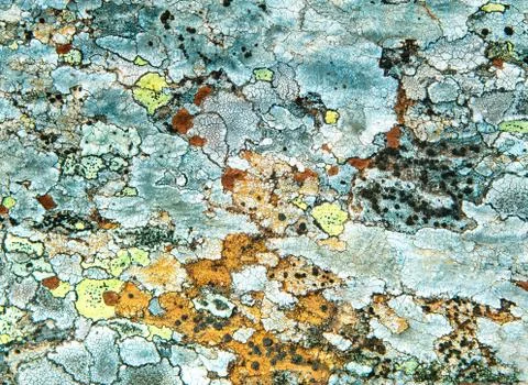 Lichen on stone Stock Photos
