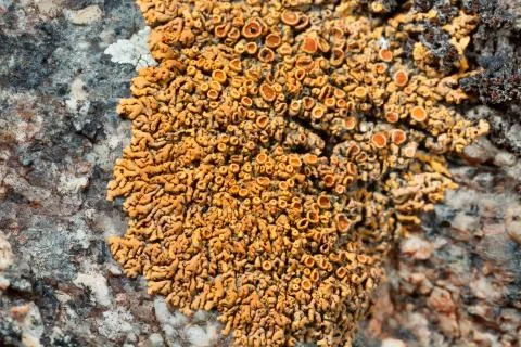 Lichen on the stone. Stock Photos
