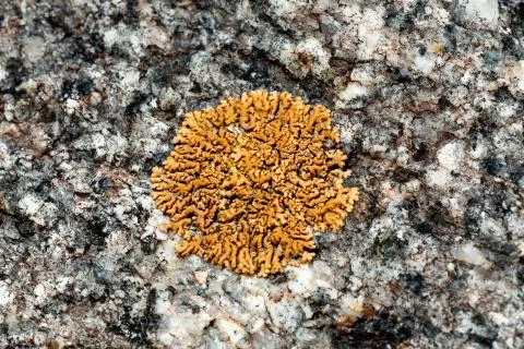 Lichen on the stone. Stock Photos