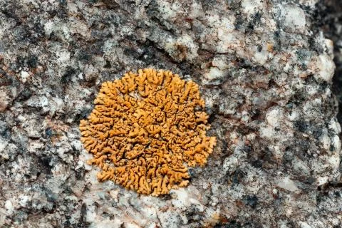 Lichen on the stone. Stock Photos