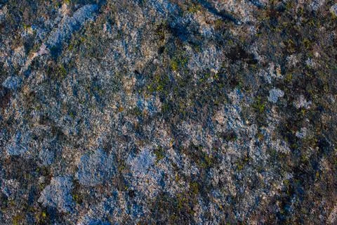 Lichen on stone Stock Photos