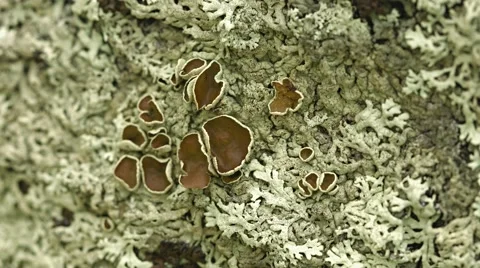 Lichen on stone surface Video stock 43159541