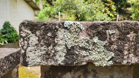 Lichen on stone wall Stock Photos